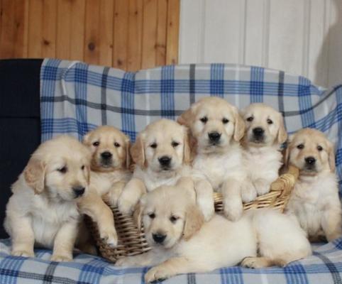 Hygienic Golden Retriever puppies for sale